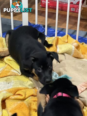 Kelpie x Blue Heeler Pups