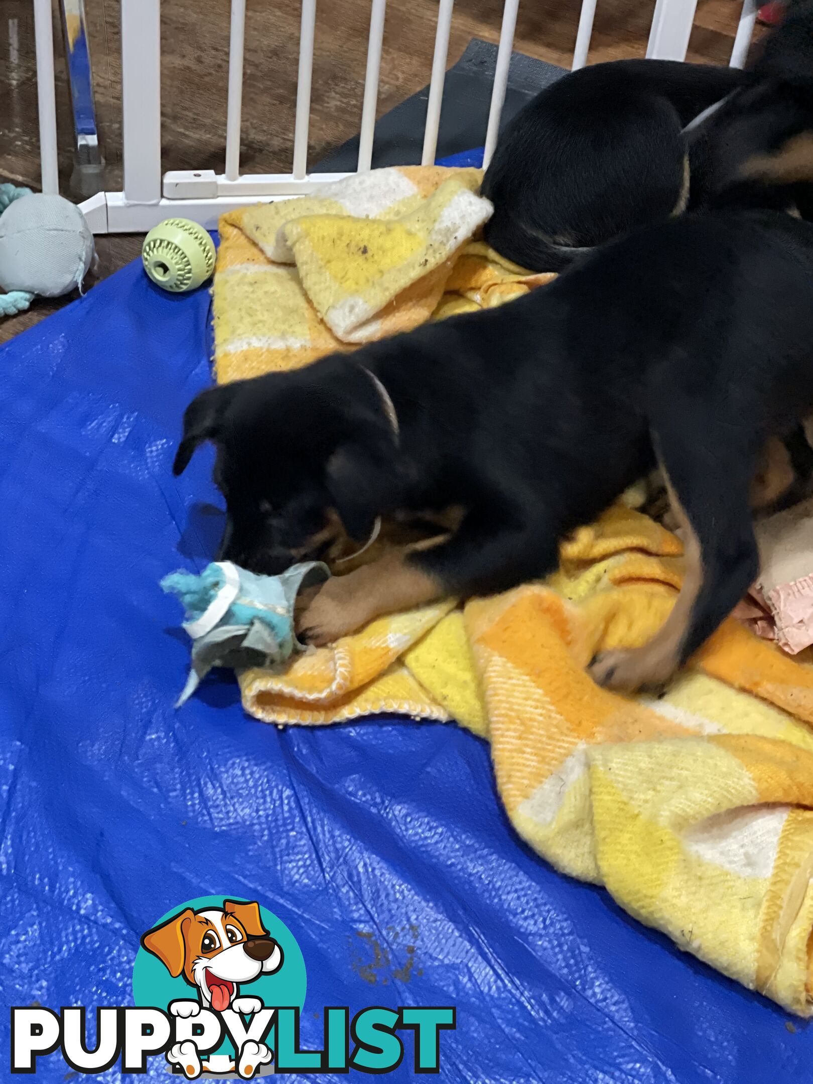 Kelpie x Blue Heeler Pups