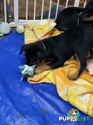 Kelpie x Blue Heeler Pups