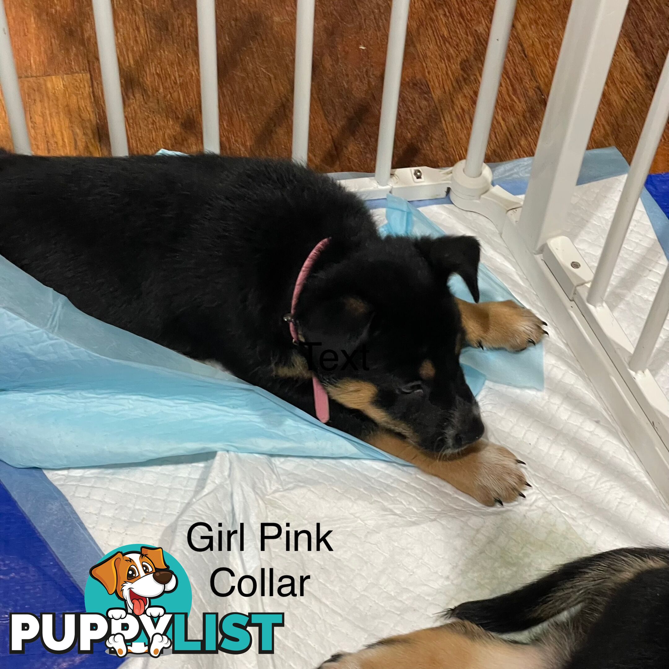 Kelpie x Blue Heeler Pups