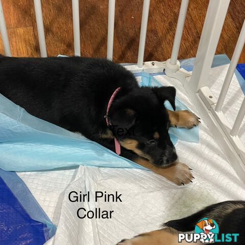 Kelpie x Blue Heeler Pups