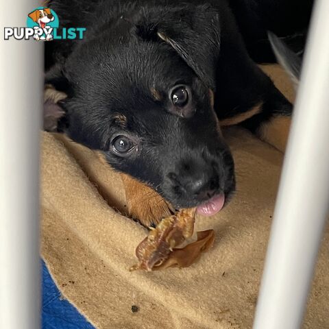 Kelpie x Blue Heeler Pups