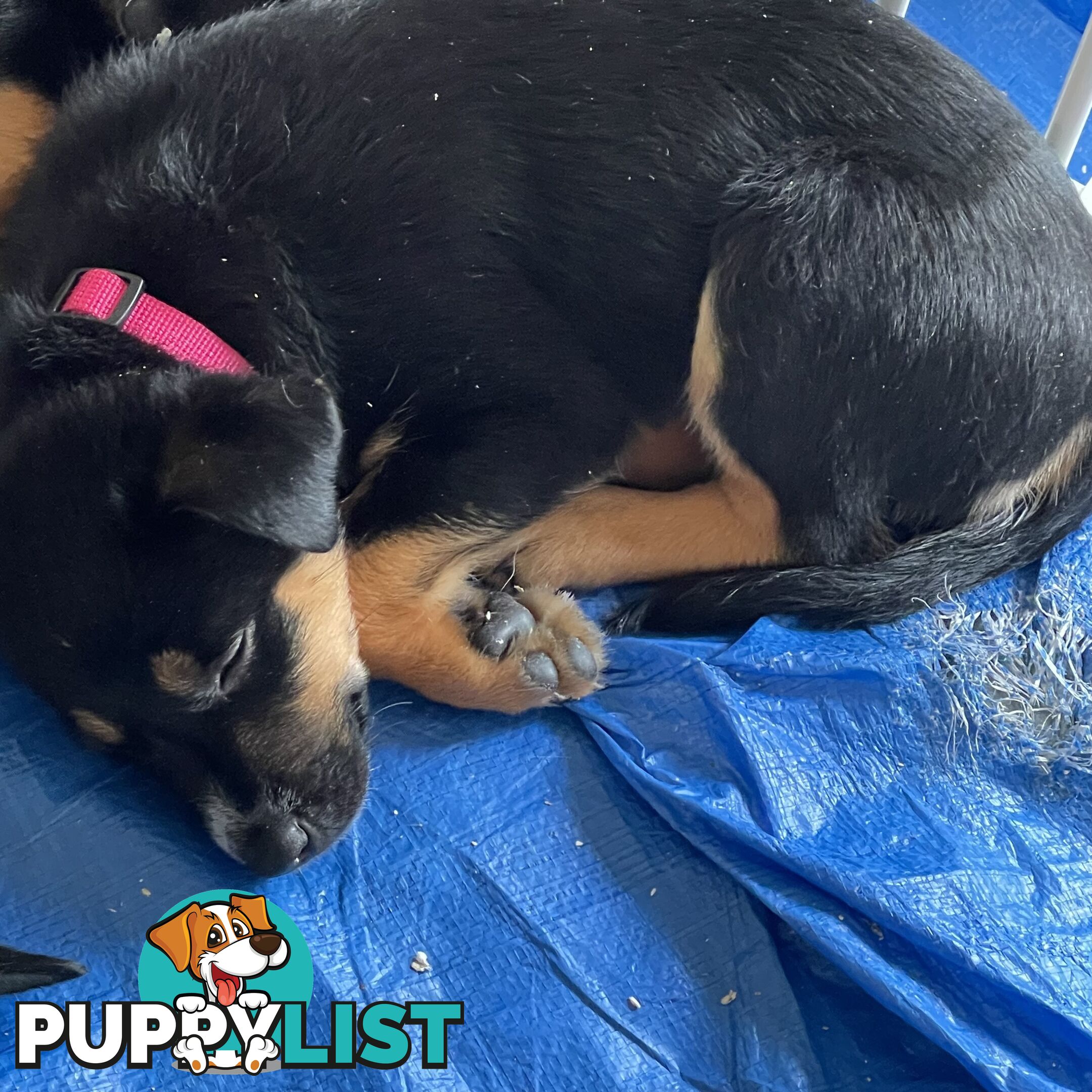 Kelpie x Blue Heeler Pups