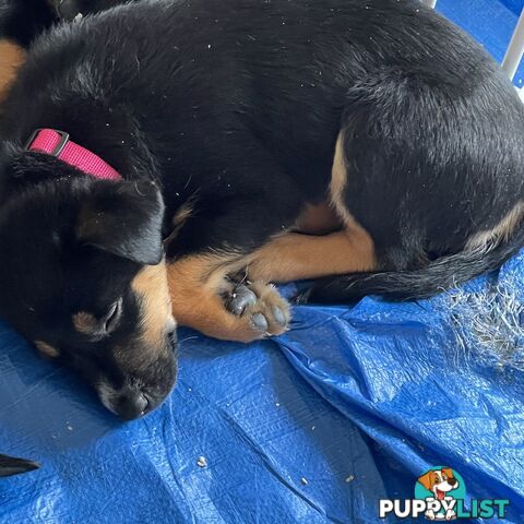 Kelpie x Blue Heeler Pups