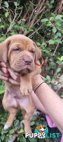 Ultimate Mastiff Bordeaux X