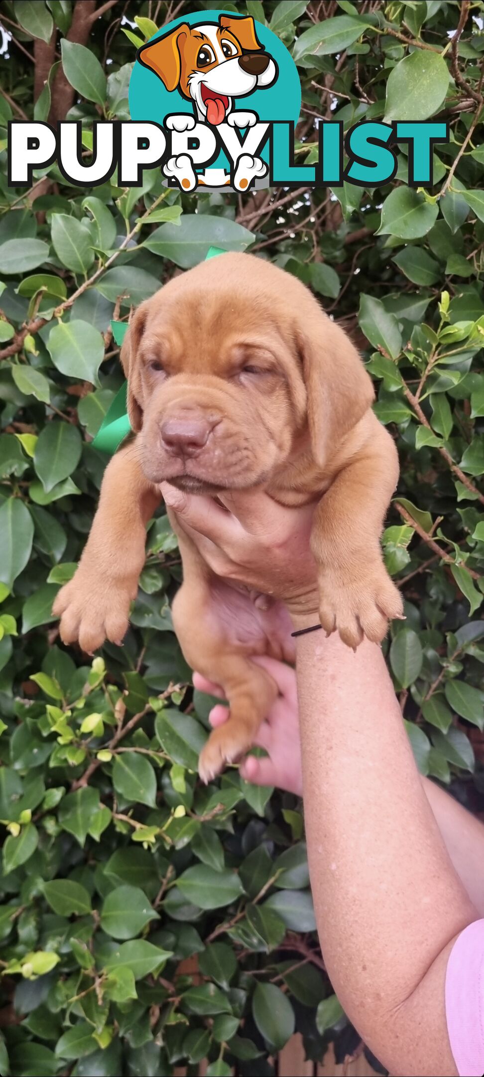 Ultimate Mastiff Bordeaux X