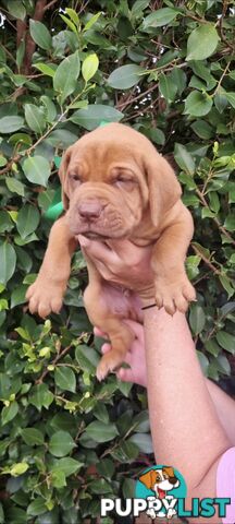 Ultimate Mastiff Bordeaux X