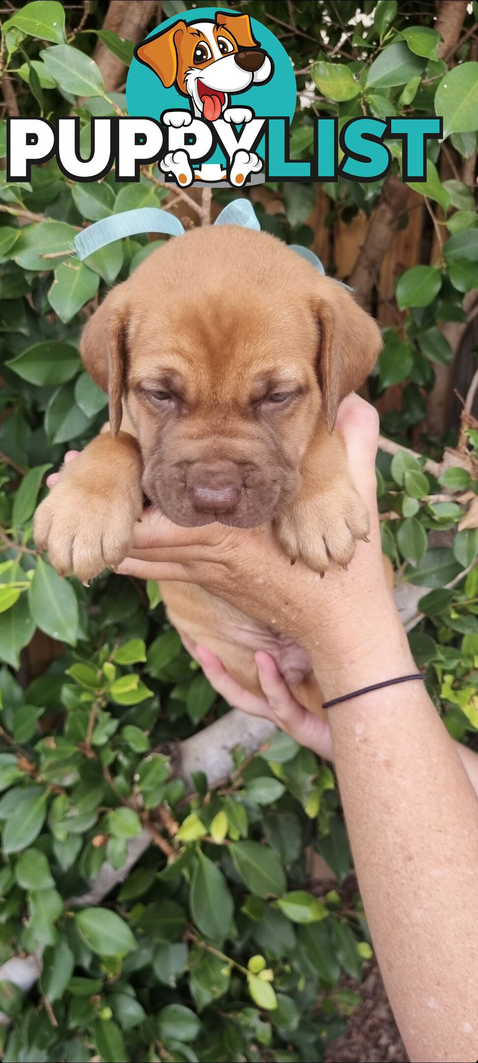 Ultimate Mastiff Bordeaux X