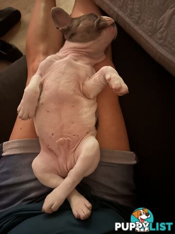 French bulldog.