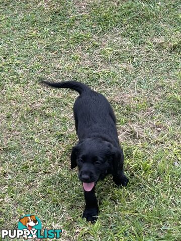 Labradoodle Puppies