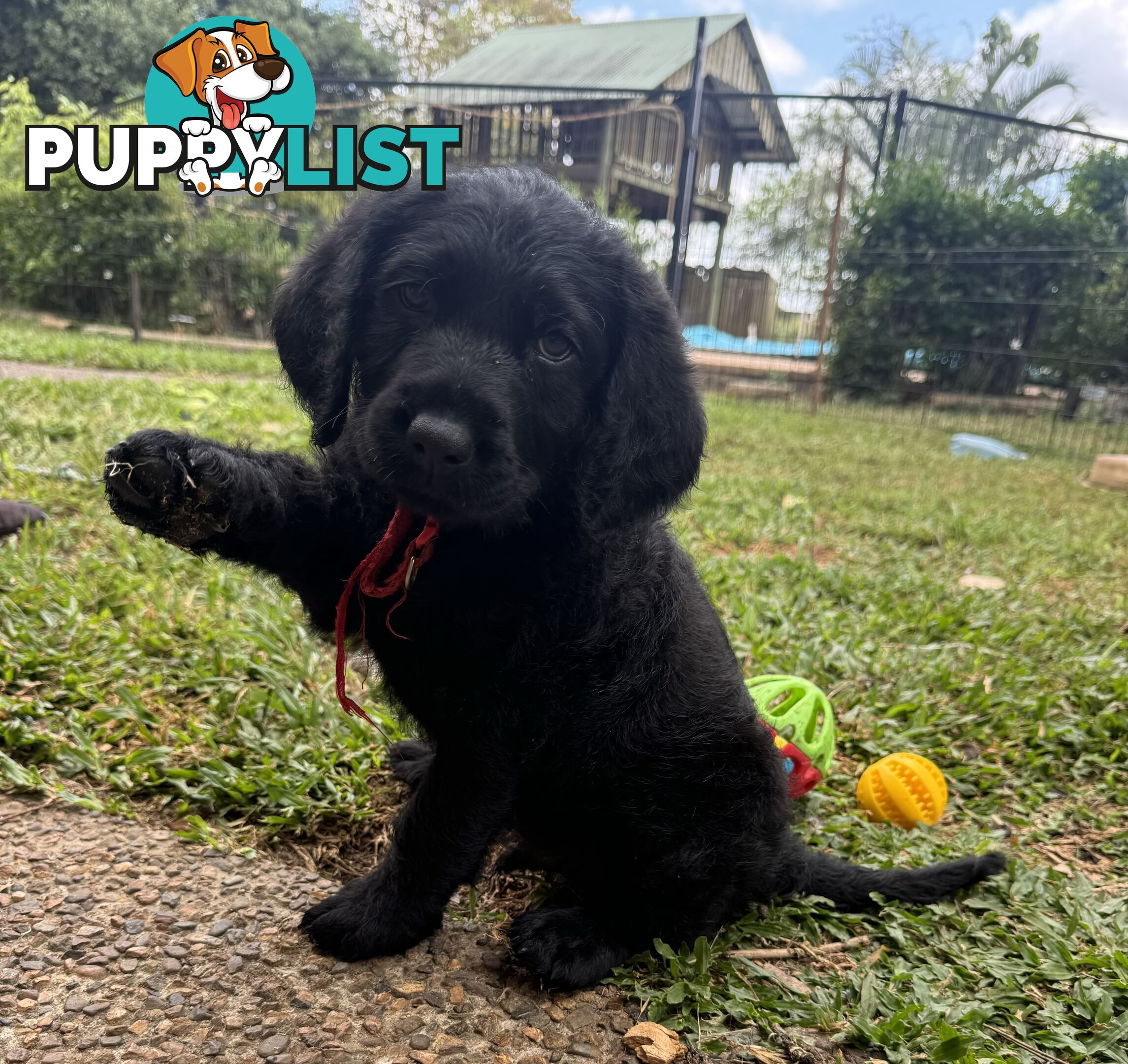 Labradoodle Puppies