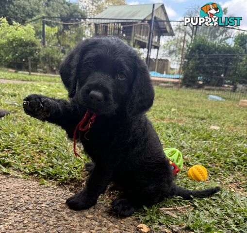 Labradoodle Puppies