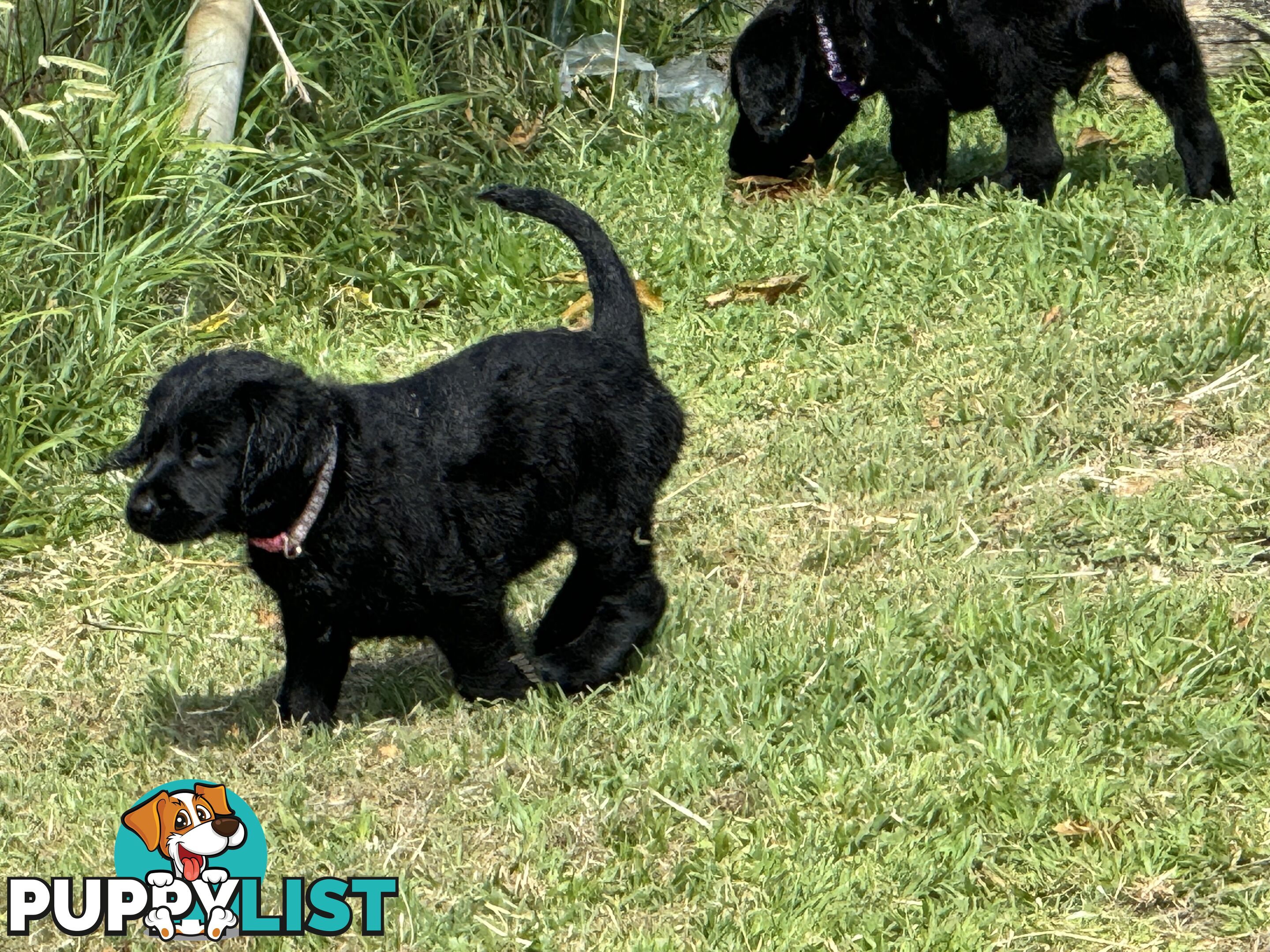 Labradoodle Puppies