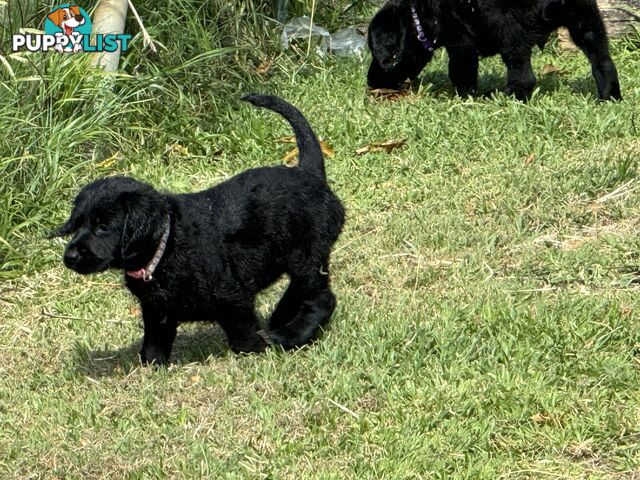 Labradoodle Puppies