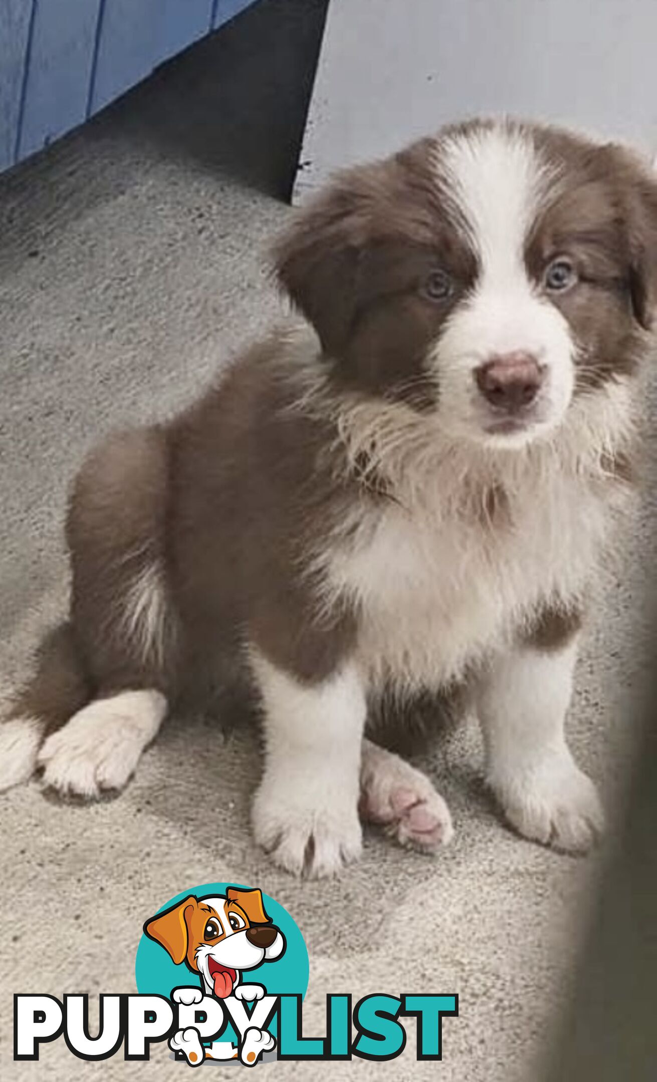 Pure Bred Mains registered Border Collie Puppies