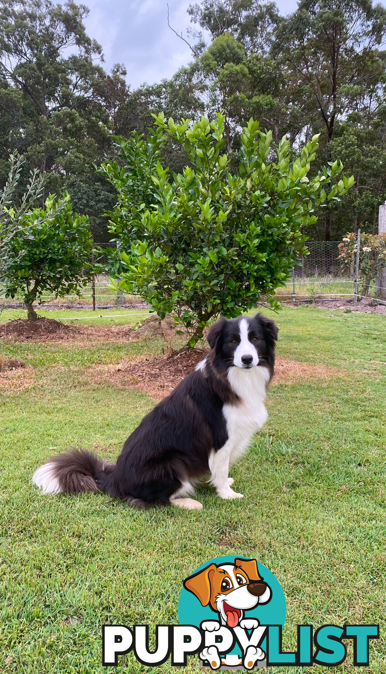 Pure Bred Mains registered Border Collie Puppies