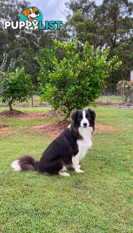 Pure Bred Mains registered Border Collie Puppies