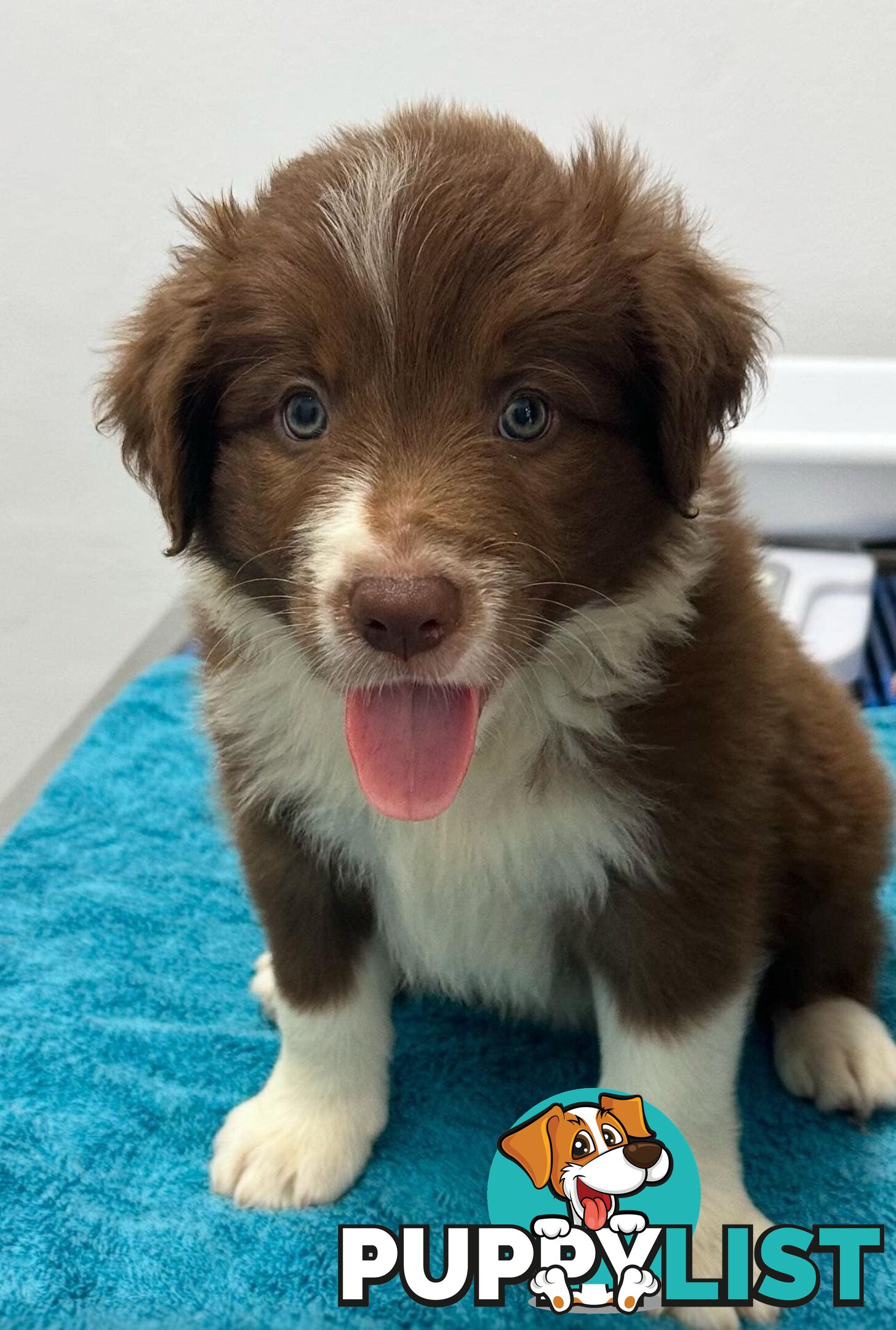 Pure Bred Mains registered Border Collie Puppies