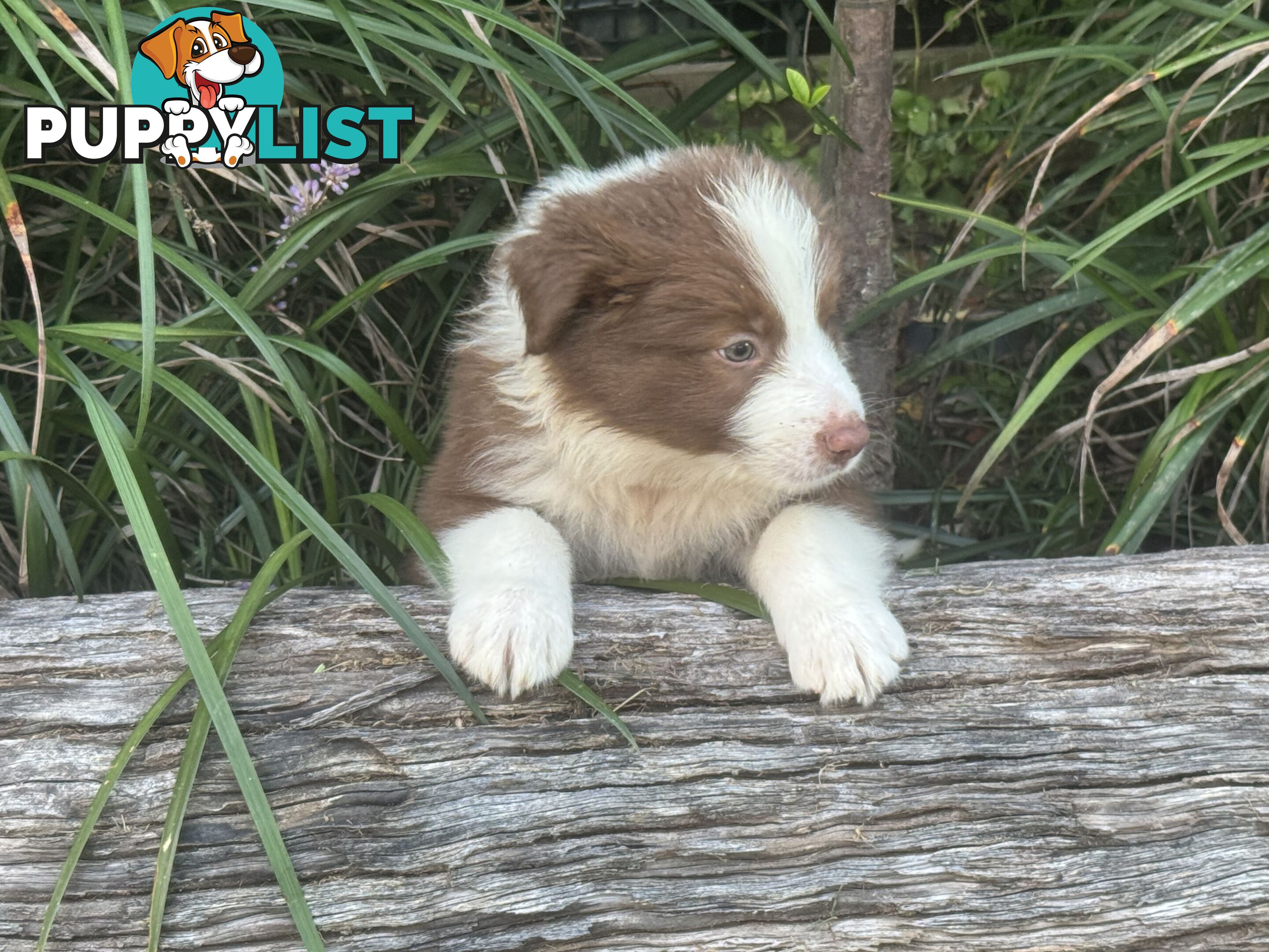 Pure Bred Mains registered Border Collie Puppies