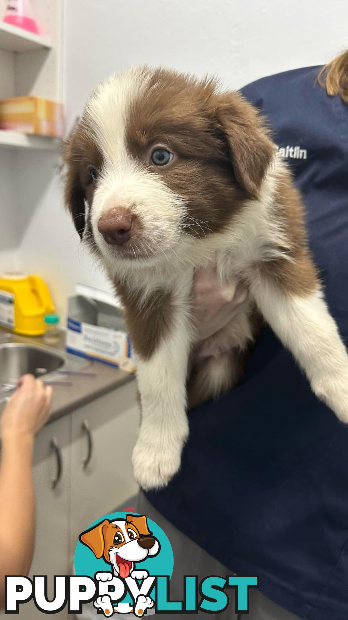 Pure Bred Mains registered Border Collie Puppies