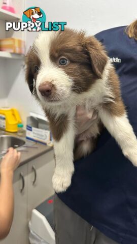 Pure Bred Mains registered Border Collie Puppies