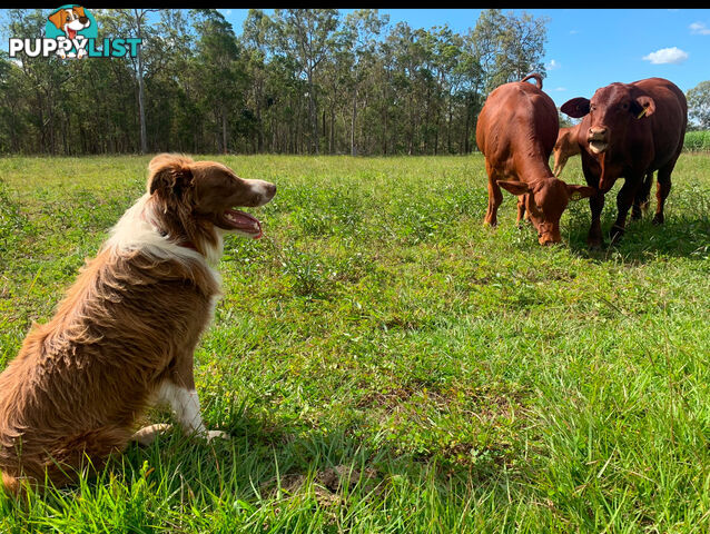 Pure Bred Mains registered Border Collie Puppies