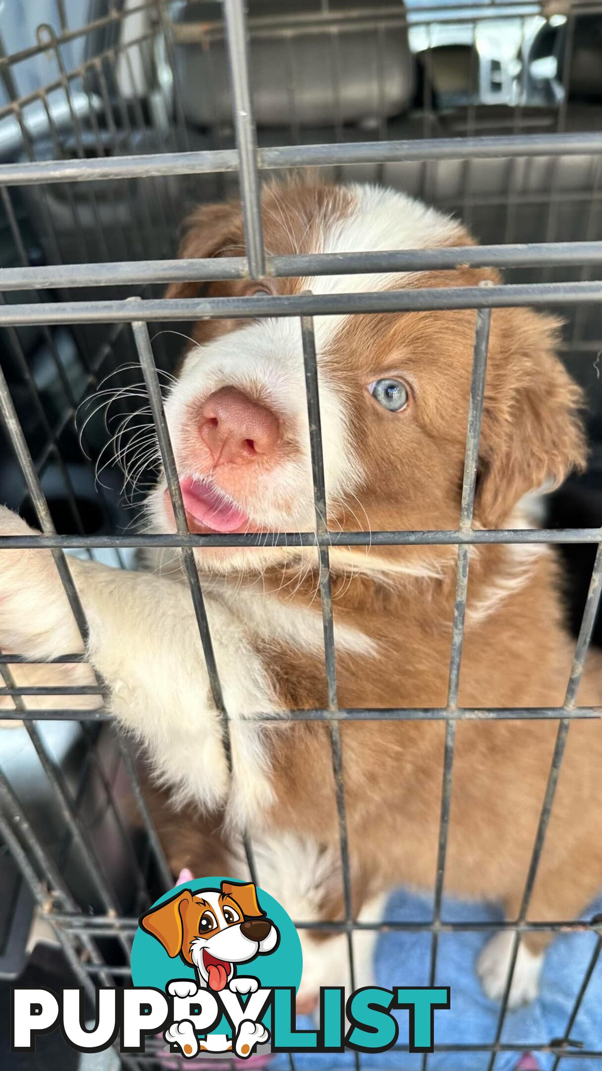 Pure Bred Mains registered Border Collie Puppies