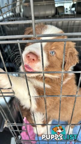 Pure Bred Mains registered Border Collie Puppies