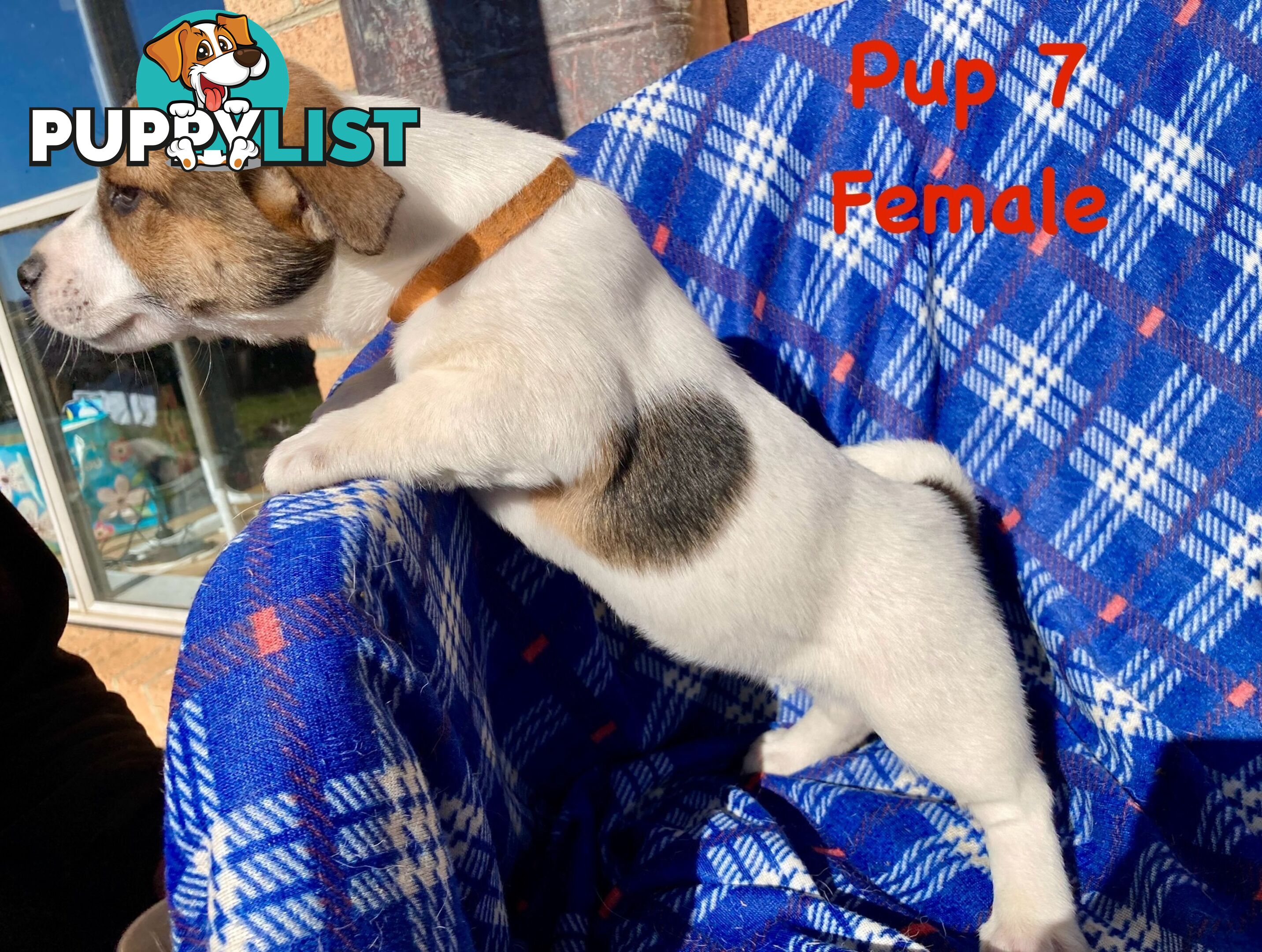 6 x Jack Russell x Kelpie Puppies