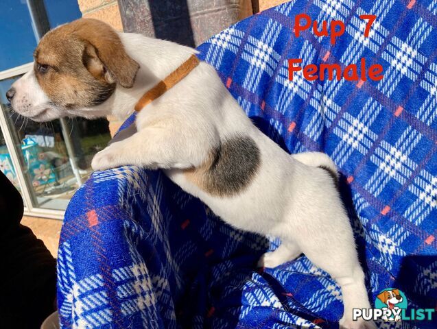 6 x Jack Russell x Kelpie Puppies