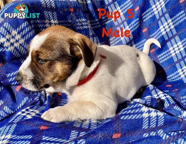 6 x Jack Russell x Kelpie Puppies