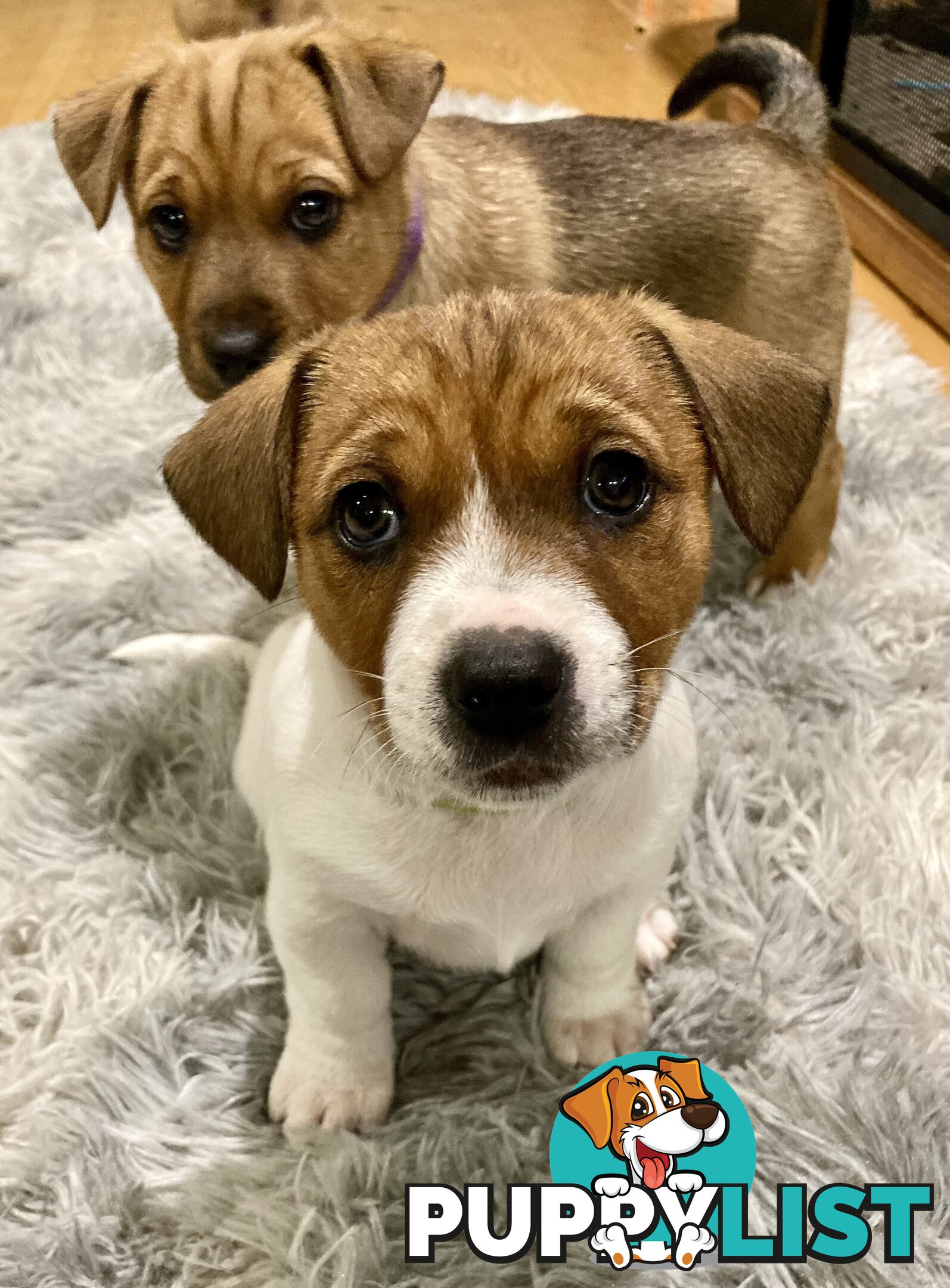 6 x Jack Russell x Kelpie Puppies