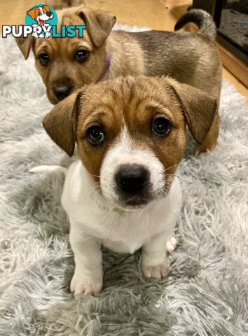 6 x Jack Russell x Kelpie Puppies