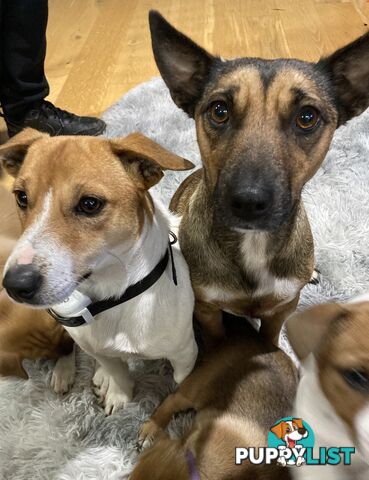 6 x Jack Russell x Kelpie Puppies