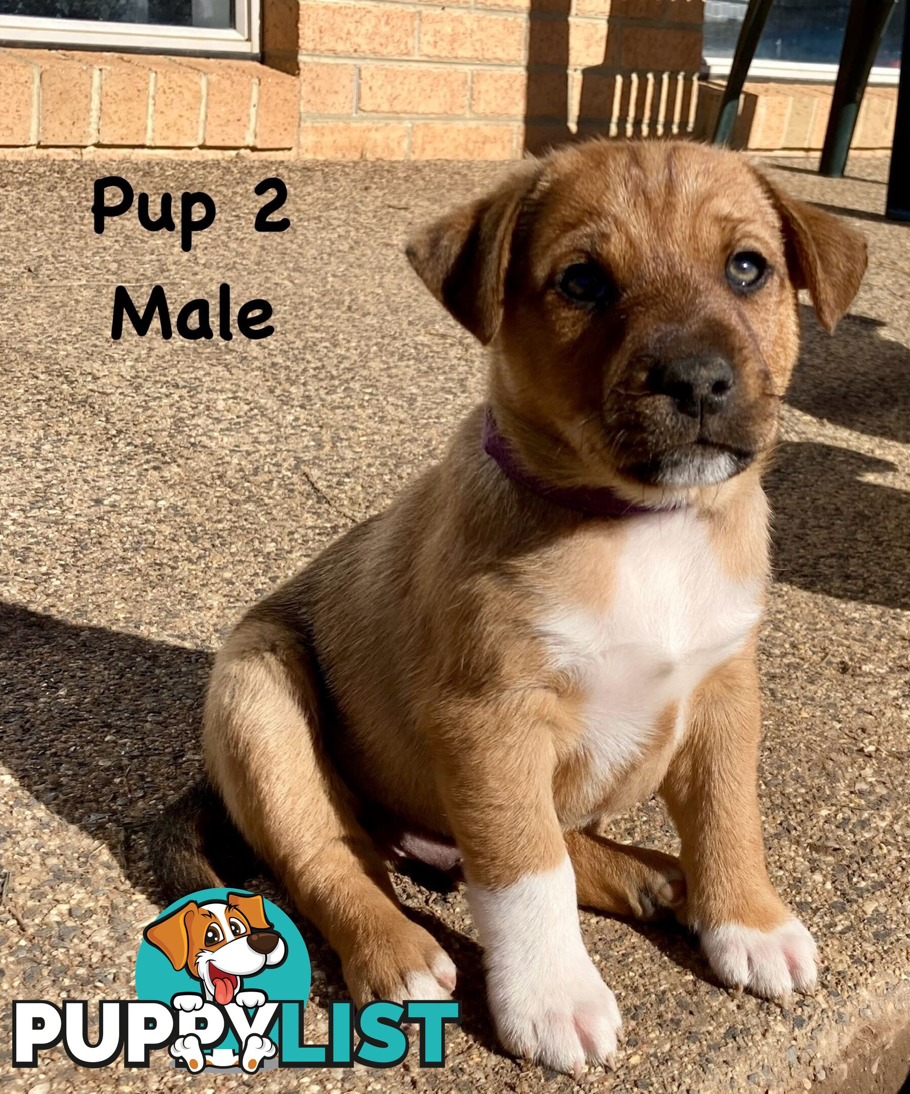 6 x Jack Russell x Kelpie Puppies