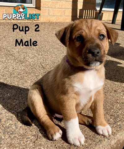 6 x Jack Russell x Kelpie Puppies