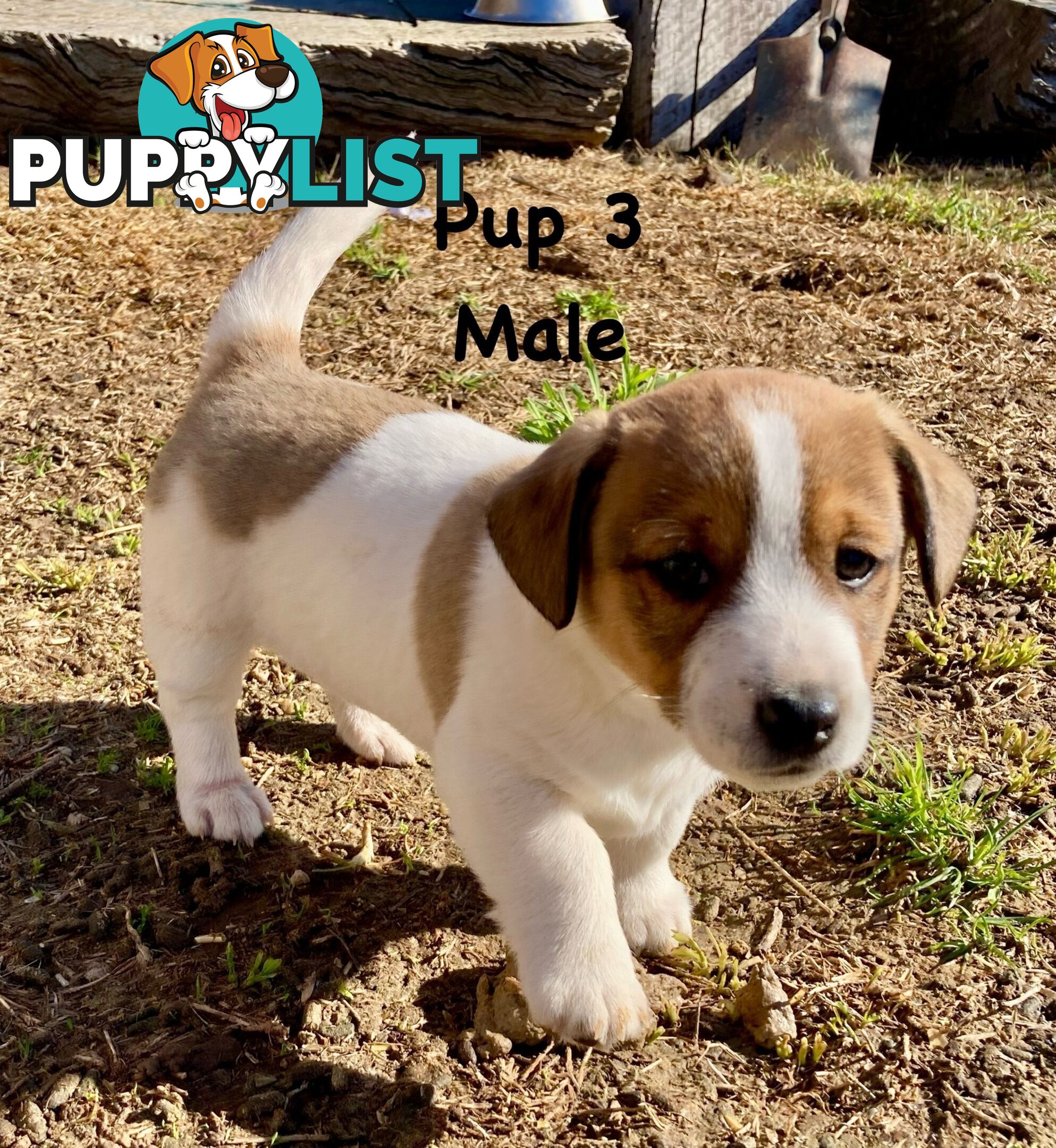 6 x Jack Russell x Kelpie Puppies
