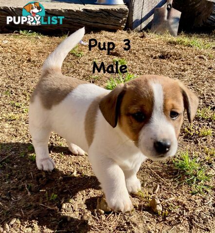 6 x Jack Russell x Kelpie Puppies