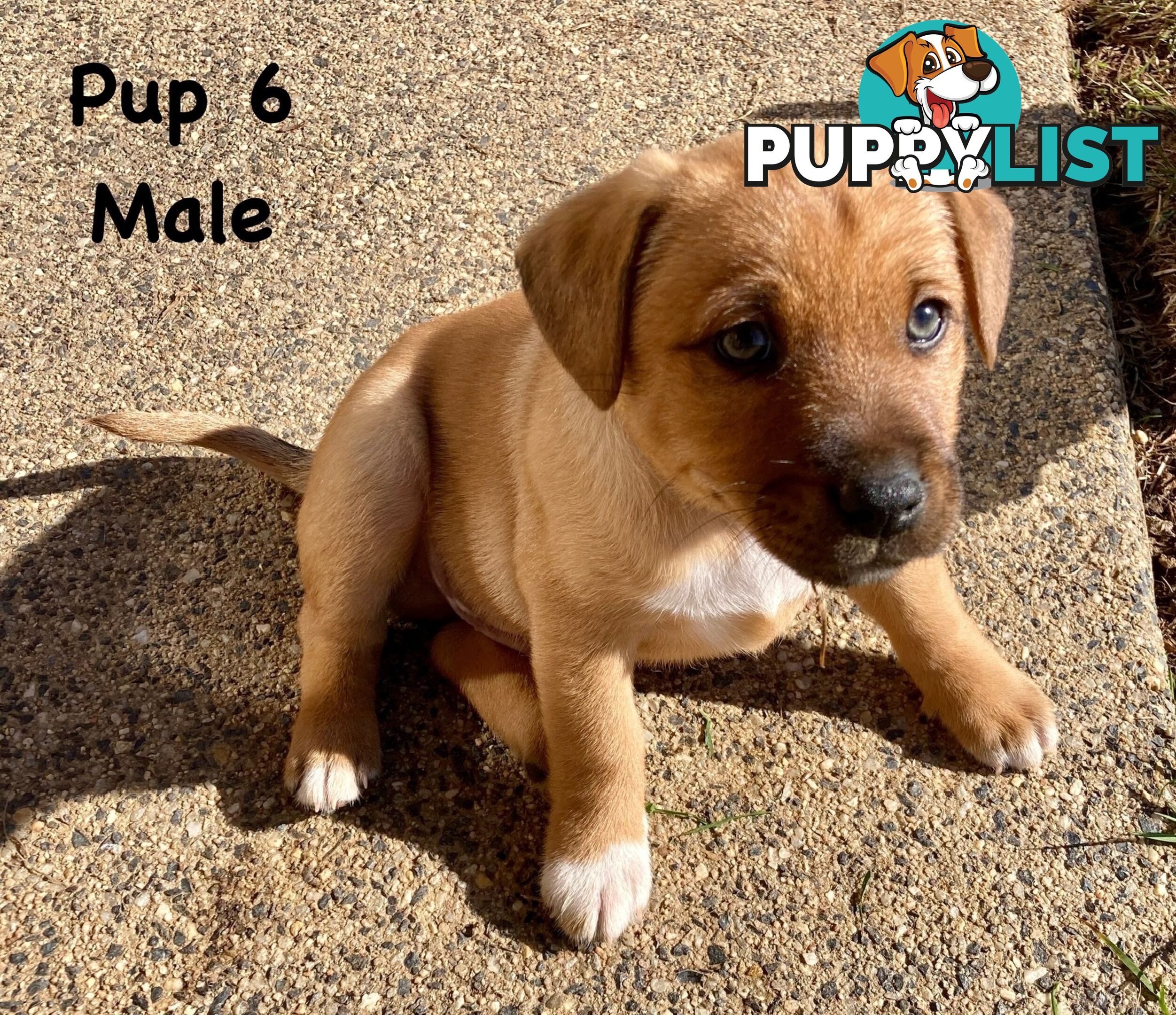 6 x Jack Russell x Kelpie Puppies