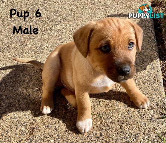 6 x Jack Russell x Kelpie Puppies