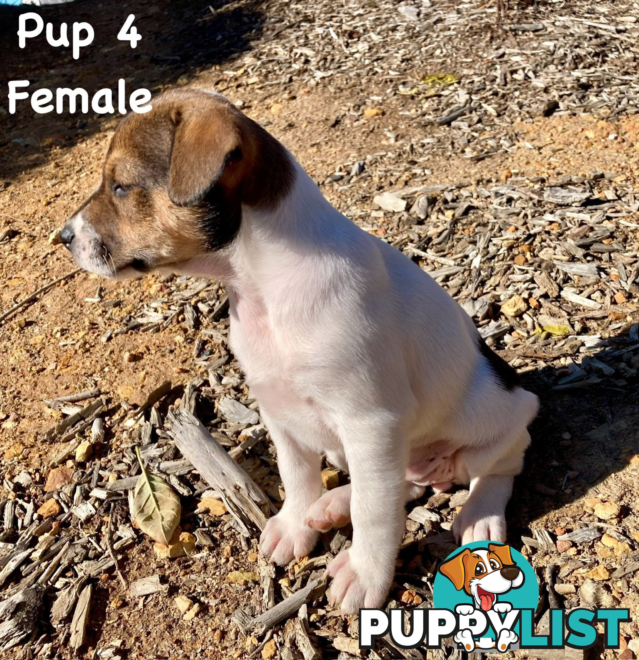 6 x Jack Russell x Kelpie Puppies