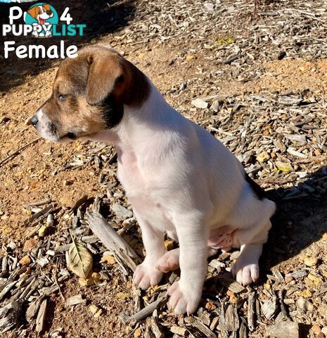 6 x Jack Russell x Kelpie Puppies