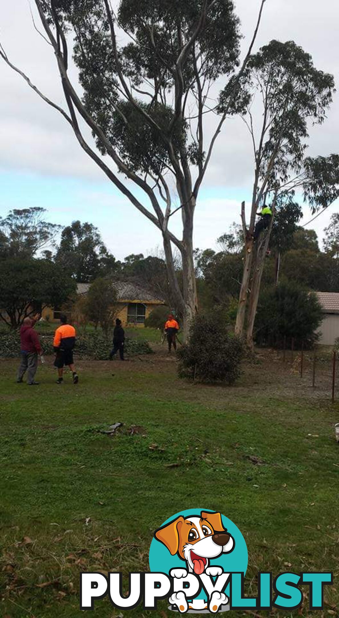 Tree Pruning and Surgery in Deer Park