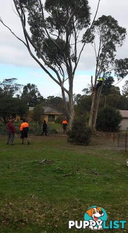 Tree Pruning and Surgery in Deer Park