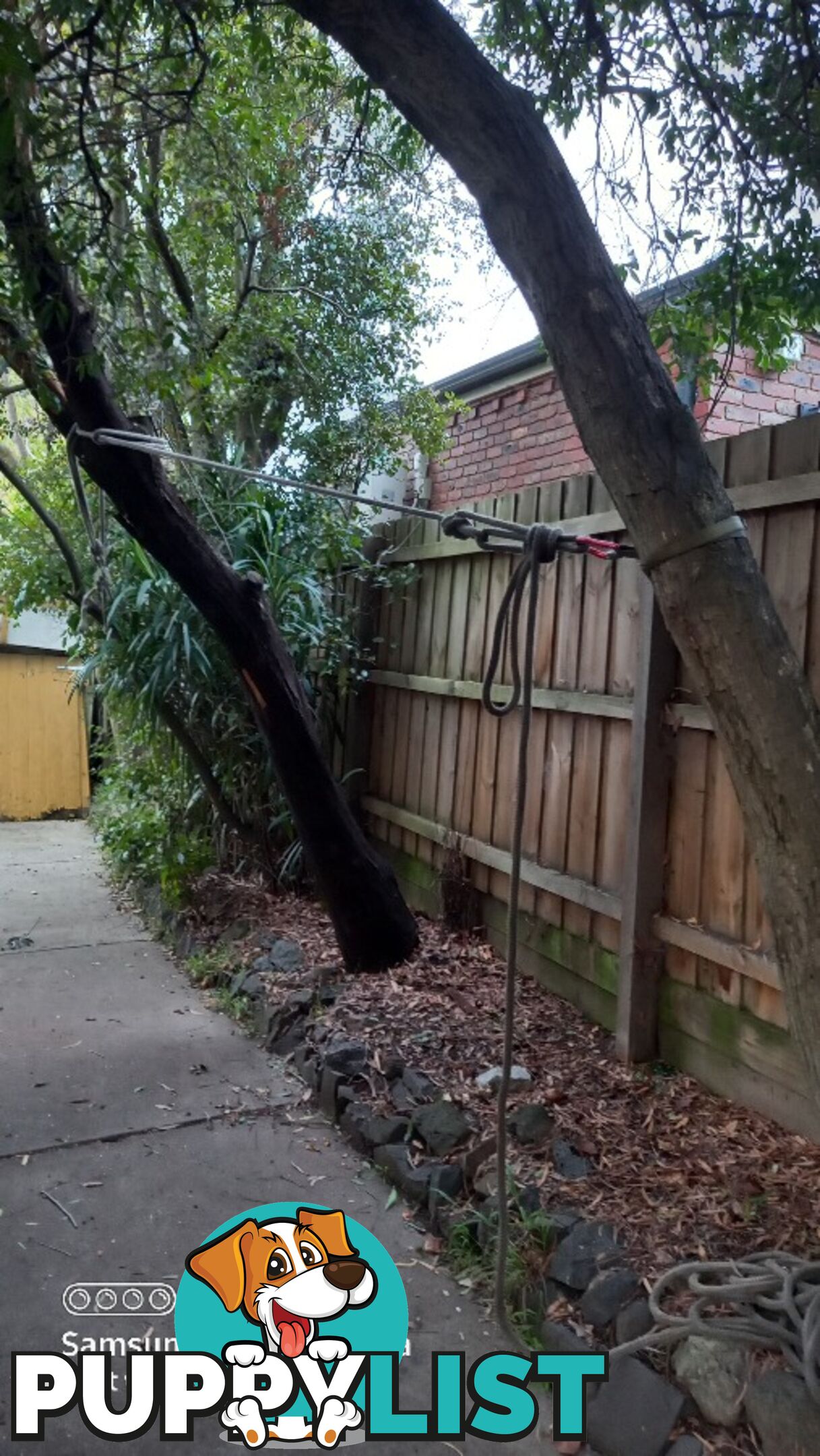 Tree removal balwyn 