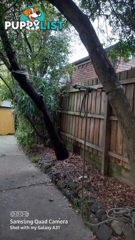 Tree removal balwyn 