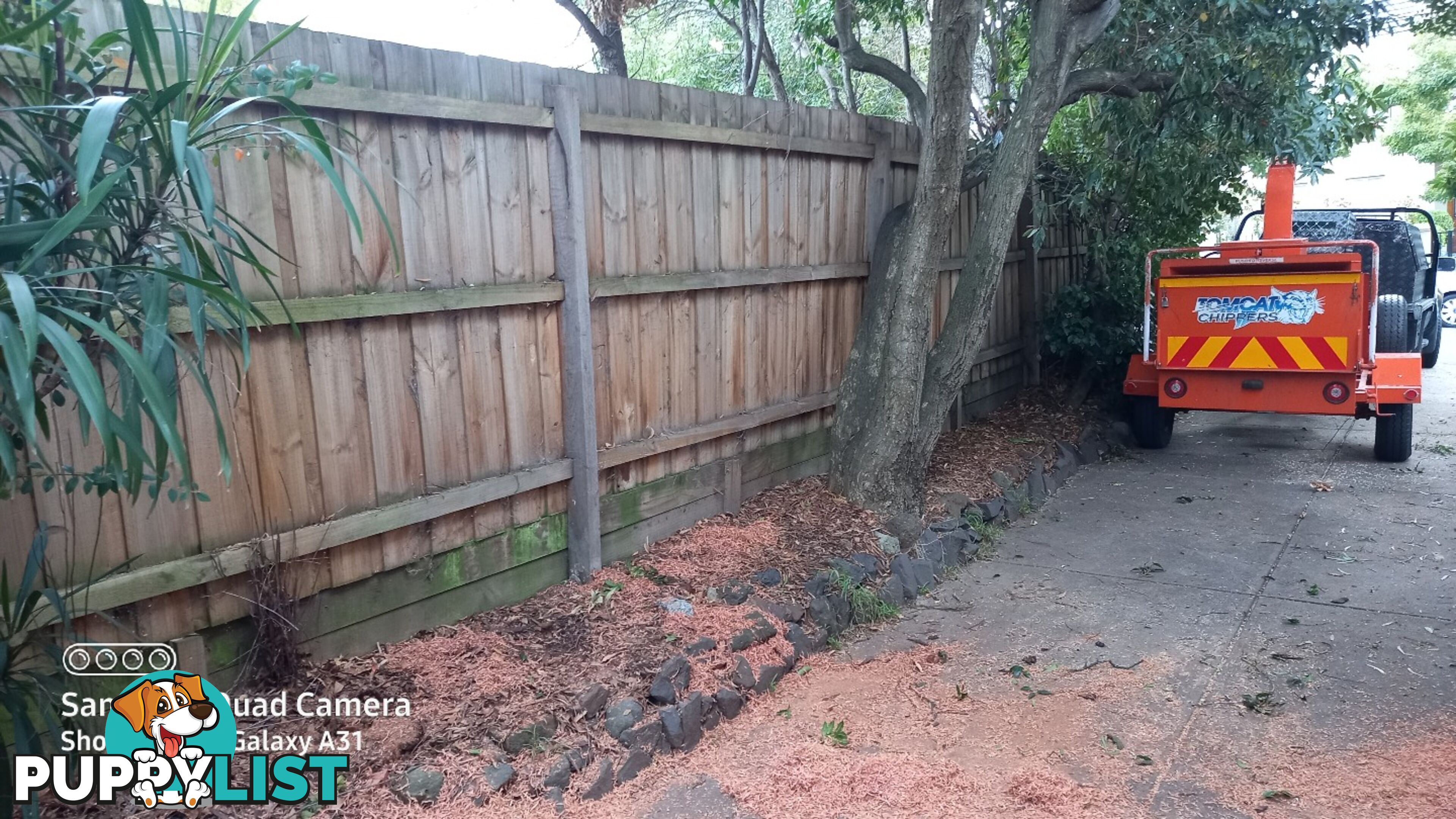 Tree removal balwyn 