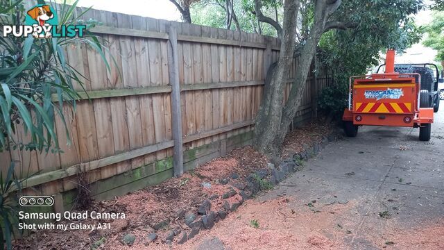 Tree removal balwyn 