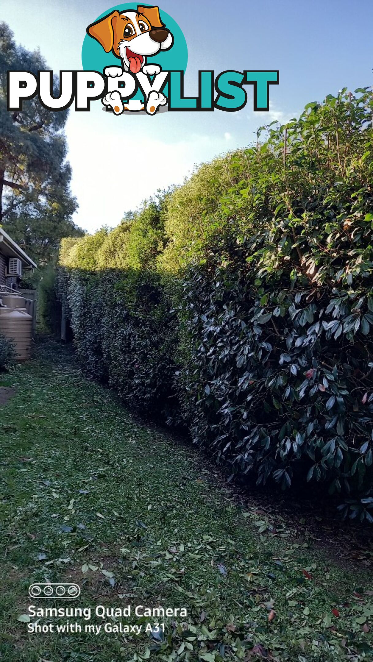 Hedge trimming in ringwood 