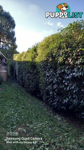 Hedge trimming in ringwood 